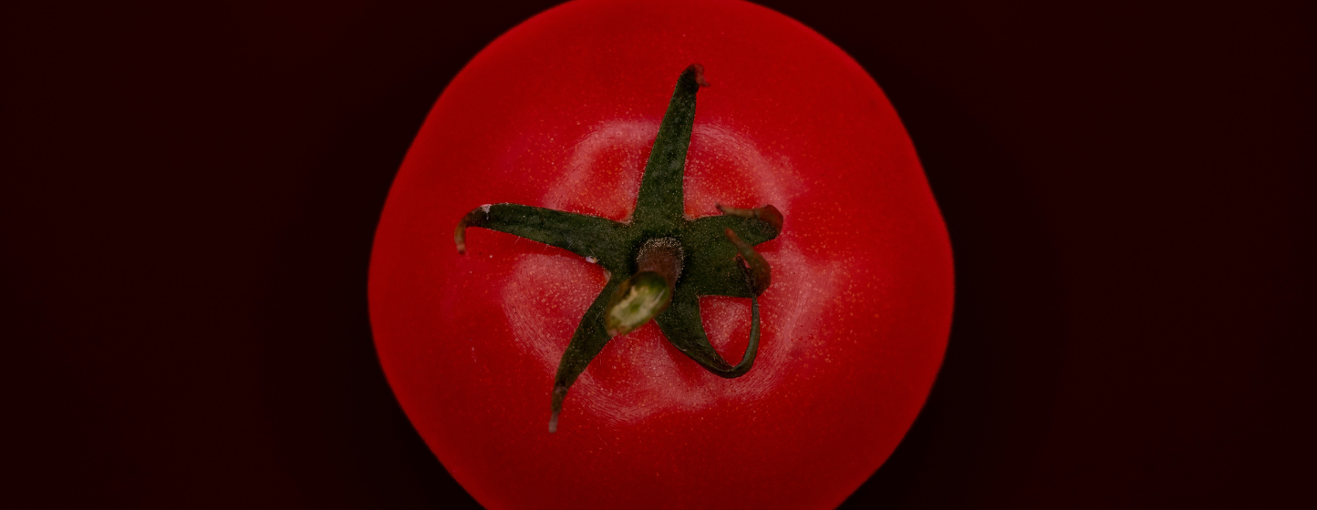 Une lignée de tomates vieille de trente ans s’avère résistante au ToBRFV